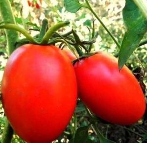 Томат Де барао гигант красный