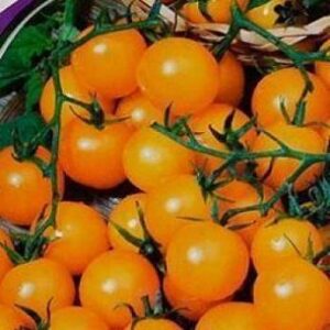Томат Золотой орех