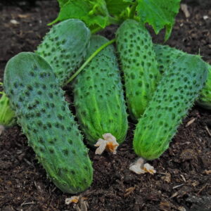ogurets-plantator