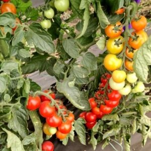 Tomat-Bambola-F1