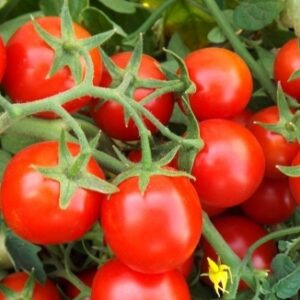Tomat-CHerfild-F1-CHERFIELD-F1