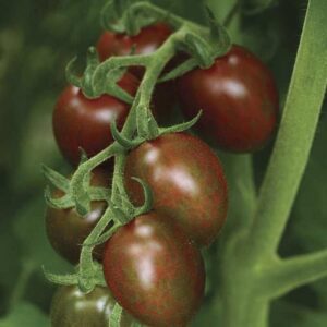 Томат Чоко Бэби Плям F1 (Choko Baby Plum F1)
