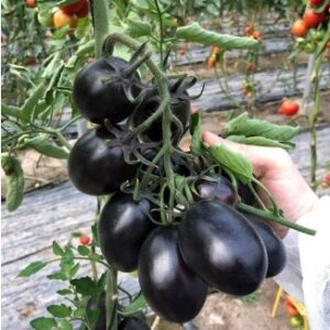Tomat-Dip-Pyopl-F1-Deep-Purple-F1