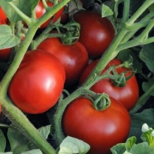 Tomat-Red-Bif-F1-RED-BEEF-F1
