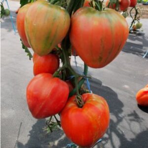 Tomat-Gerodes