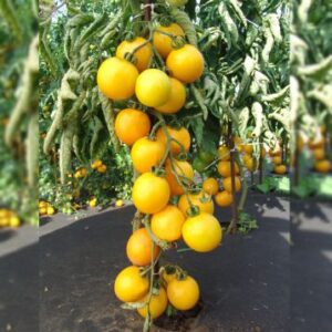 Tomat-Romus