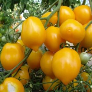 Tomat-TSitrina