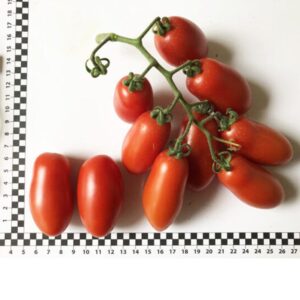 tomat-vizard-f1-6708-f1
